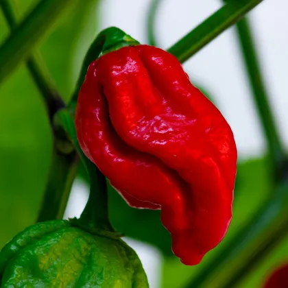 Chilli Naga Viper - Capsicum chinense - prodej semen - 6 ks