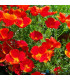 Sluncovka kalifornská červená - Eschscholzia californica - prodej semen - 450 ks