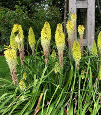 Mnohokvět bílý - Kleopatřina jehla - Kniphofia - prodej prostokořenných sazenic - 1 ks