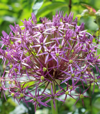 Česnek Christophii - Allium - prodej cibulovin - 2 ks