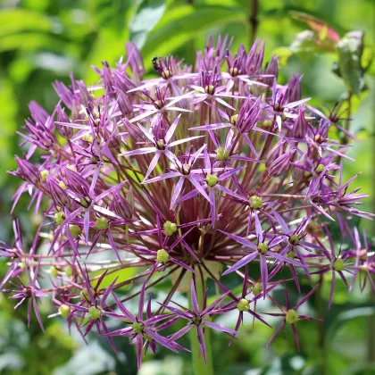 Česnek Christophii - Allium - prodej cibulovin - 2 ks