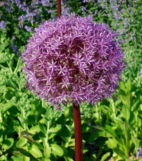 Česnek obrovský Giganteum - Allium - prodej cibulovin - 1 ks