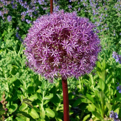 Česnek obrovský Giganteum - Allium - prodej cibulovin - 1 ks