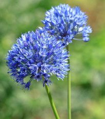 Česnek azurový - Allium caeruleum - prodej cibulovin - 3 ks