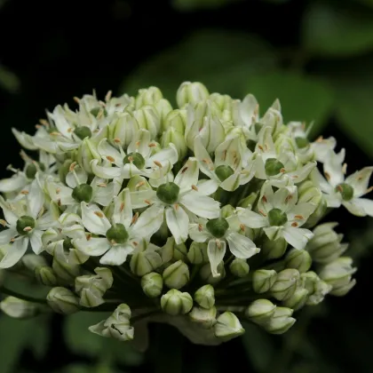 Česnek okrasný černý - Allium nigrum - prodej cibulovin - 2 ks