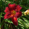 Denivka Red Magic - Hemerocallis - prodej cibulovin - 1 ks