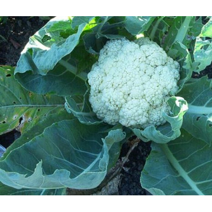 Květák pozdní Romanesco - Brassica oleracea botrytis - semena květáku - 20 ks