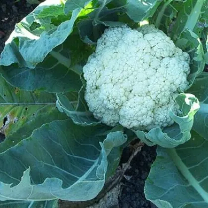 Květák pozdní Romanesco - Brassica oleracea botrytis - semena květáku - 20 ks