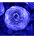 Pryskyřník modrý - Ranunculus asiaticus - prodej cibulovin - 3 ks