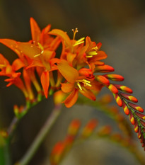 Montbrécie směs barev - Crocosmia - prodej cibulovin - 12 ks