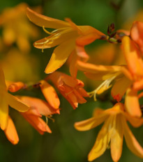 Montbrécie George - Crocosmia - prodej cibulovin - 4 ks