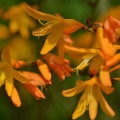 Montbrécie George - Crocosmia - prodej cibulovin - 4 ks