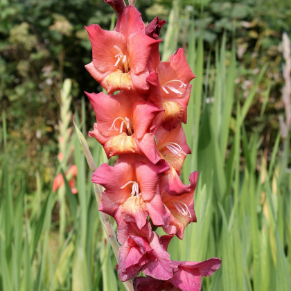 Gladiol Indian Summer - Gladiolus - prodej cibulovin - 3 ks
