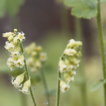 Mitrovka velkokvětá - Tellima grandiflora - prodej semen - 0,02 g