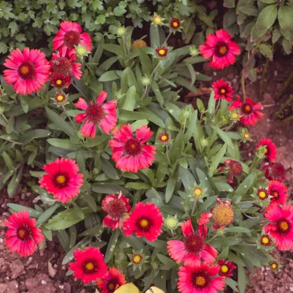 Kokarda Arizona Red Shades - Gaillardia aristata - prodej semen - 10 ks