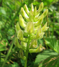 Kozinec sladkolistý - Astragalus glycyphyllos - prodej semen - 20 ks