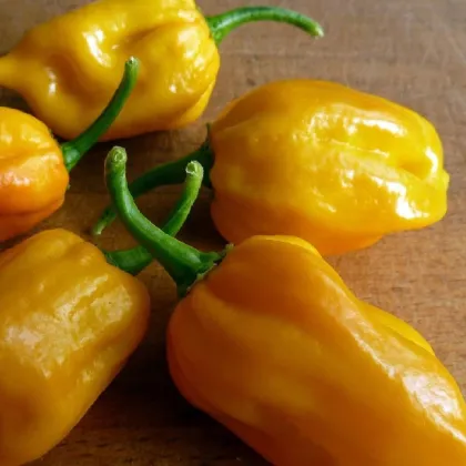 Chilli Habanero žluté - Capsicum chinense - prodej semen - 6 ks