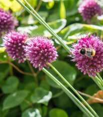 Česnek okrasný - Allium sphaerocephalon - prodej cibulovin - 3 ks