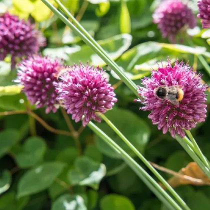 Česnek okrasný - Allium sphaerocephalon - prodej cibulovin - 3 ks