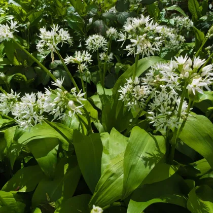 Česnek medvědí - Allium ursinum - prodej cibulovin - 3 ks