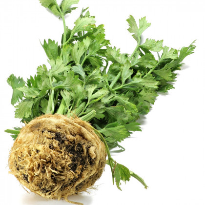 Celer bulvový Princ - Apium graveolens L - prodej bio semen - 20 ks