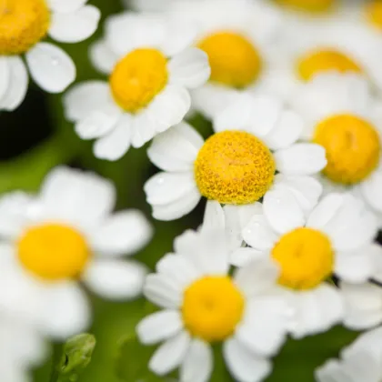 Řimbaba obecná - Chrysanthemum parthenium - prodej semen - 15 ks