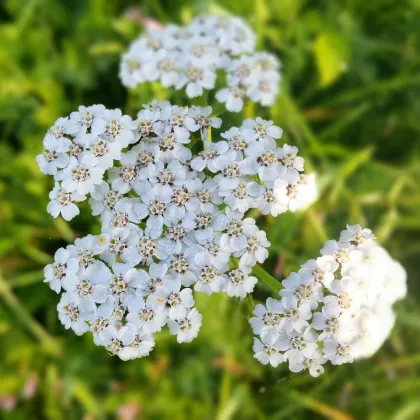 Řebříček obecný bílý - Achillea millefolium - prodej semen - 500 ks