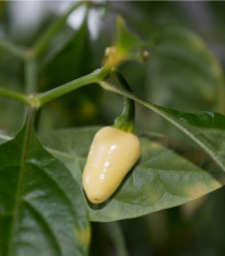 Chilli Habanero bílé - Capsicum annuum - prodej semen - 6 ks