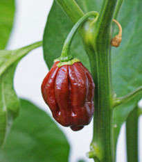 Chilli Habanero Chocolate - Capsicum chinense - prodej semen - 6 ks