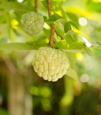 Anona šupinatá - Láhevník - Annona squamosa - prodej semen - 5 ks