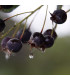 Muchovník kanadský - Amelanchier canadensis - prodej semen - 10 ks