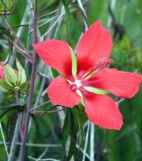 Ibišek šarlatový - Hibiscus coccineus - prodej semen - 5 ks