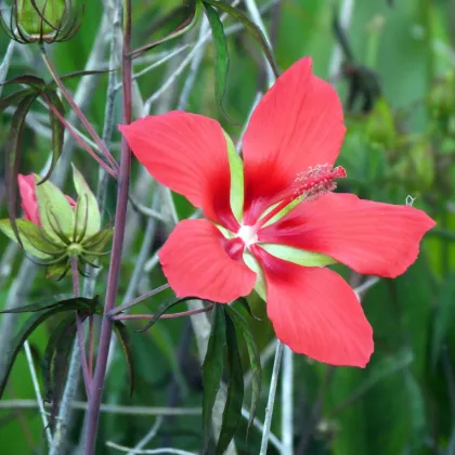 Ibišek šarlatový - Hibiscus coccineus - prodej semen - 5 ks