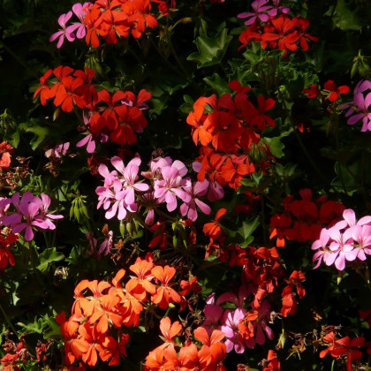 Muškát převislý Summer Showers směs barev - Pelargonium peltatum - prodej semen - 4 ks