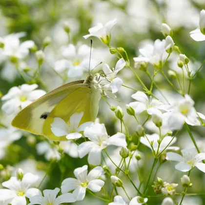 Šáter bílý elegantní - Gypsophila elegans - prodej semen - 200 ks