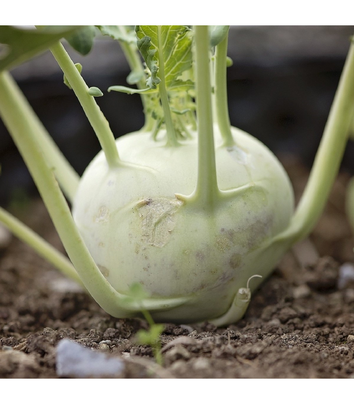 Kedluben obří Superschmelz - Brassica oleracea - prodej semen - 150 ks