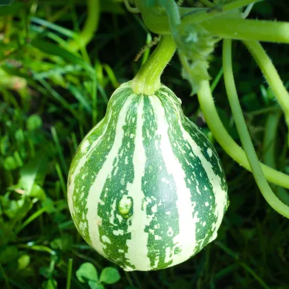 Tykev Piccolo F1 - Cucurbita pepo - prodej semen - 5 ks