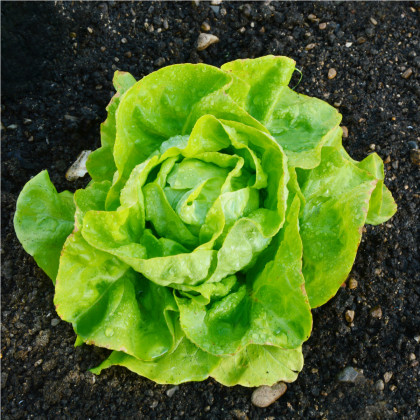 Semínka salátu - Lactuca sativa - Salát hlávkový máslový Sylvesta - prodej semen - 0,1 g