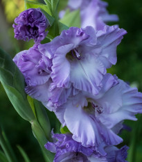 Gladiol modrý Tropic - Gladiolus communis - prodej cibulovin - 3 ks