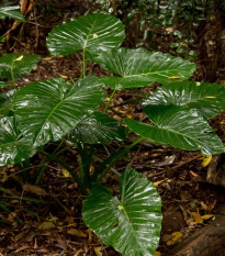 Alokázie - Alocasia cucullata - prodej semen - 4 ks