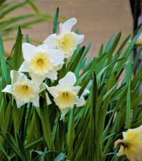 Narcis Mount Hood - Narcissus trumpet - prodej cibulovin - 3 ks