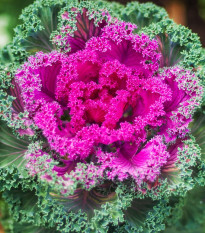 Okrasné zelí Nagoya růžová F1 - Brassica oleracea - prodej semen - 20 ks