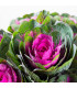 Okrasné zelí Sunset F1 - Brassica oleracea - prodej semen - 20 ks