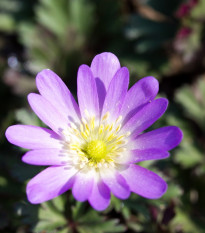 Sasanka vábná Pink Star - Anemone blanda - prodej cibulovin - 3 ks