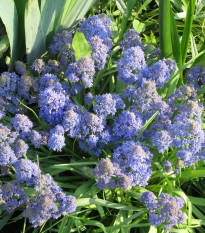 Modřenec Blue Spike - Muscari aucheri - prodej cibulovin - 5 ks