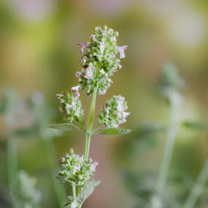 BIO Šanta kočičí citrónová - Nepeta cataria var. citriodora - prodej bio semen - 15 ks