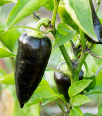 Paprika Black Knight F1 - Capsicum annuum - prodej semen - 7 ks