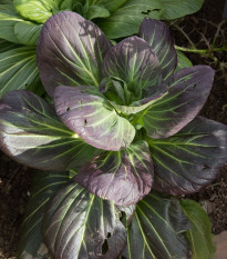 Pak Choi Baraku F1 - Brassica rapa chinensis - prodej semen - 150 ks