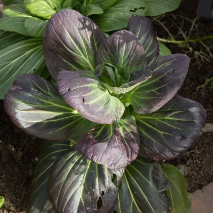 Pak Choi Baraku F1 - Brassica rapa chinensis - prodej semen - 150 ks