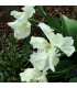Tulipán White Parrot - Tulipa parrot - prodej cibulovin - 3 ks